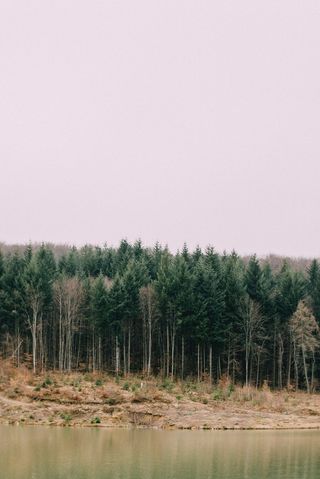 绿色、树叶树、白色、天空、河流、水、树木、植物