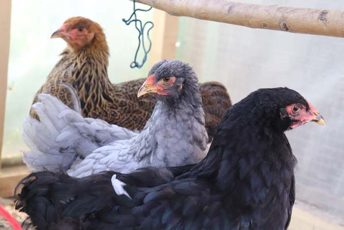 梵天，梵天公鸡，梵天鸡，动物主题，鸟，动物，动物群，脊椎动物