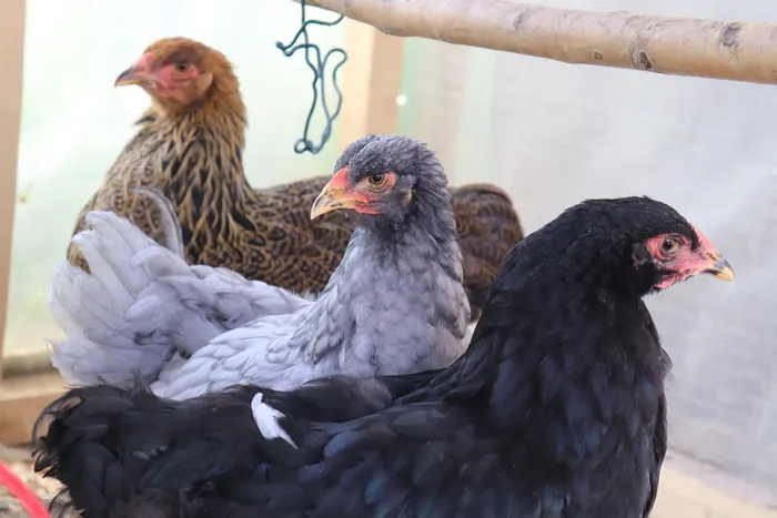 梵天，梵天公鸡，梵天鸡，动物主题，鸟，动物，动物群，脊椎动物