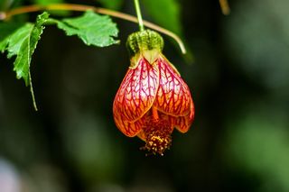 花，美，植物，开花，春天，关注前景，新鲜，特写