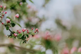 春天盛开的苹果树