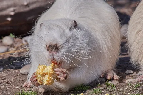 比伯，沼泽热，吃，食物，饲料，可爱，动物主题，动物