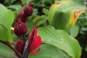 红色，红花，花，植物园，丹佛，植物，生长，新鲜度