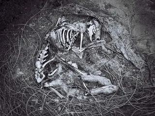 黑白，动物，骨架，植物，土地，没有人，树，自然