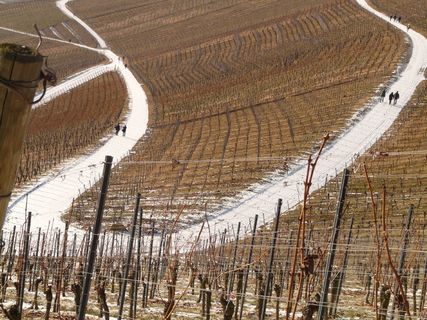 葡萄园，藤蔓，葡萄酒种植，藤蔓，斜坡，远足，流浪者，道路