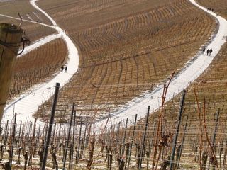 葡萄园，藤蔓，葡萄酒种植，藤蔓，斜坡，远足，流浪者，道路
