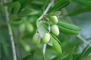 绿色芒果、橄榄、橄榄树、橄榄树、绿色、乡村、食品和饮料