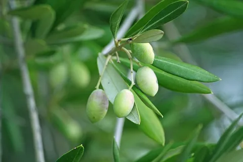 绿色芒果、橄榄、橄榄树、橄榄树、绿色、乡村、食品和饮料 绿色芒果、橄榄、橄榄树、橄榄树、绿色、乡村、食品和饮料