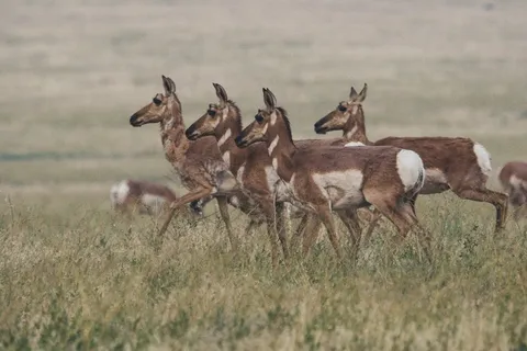 一群棕色的母鹿在田野上行走