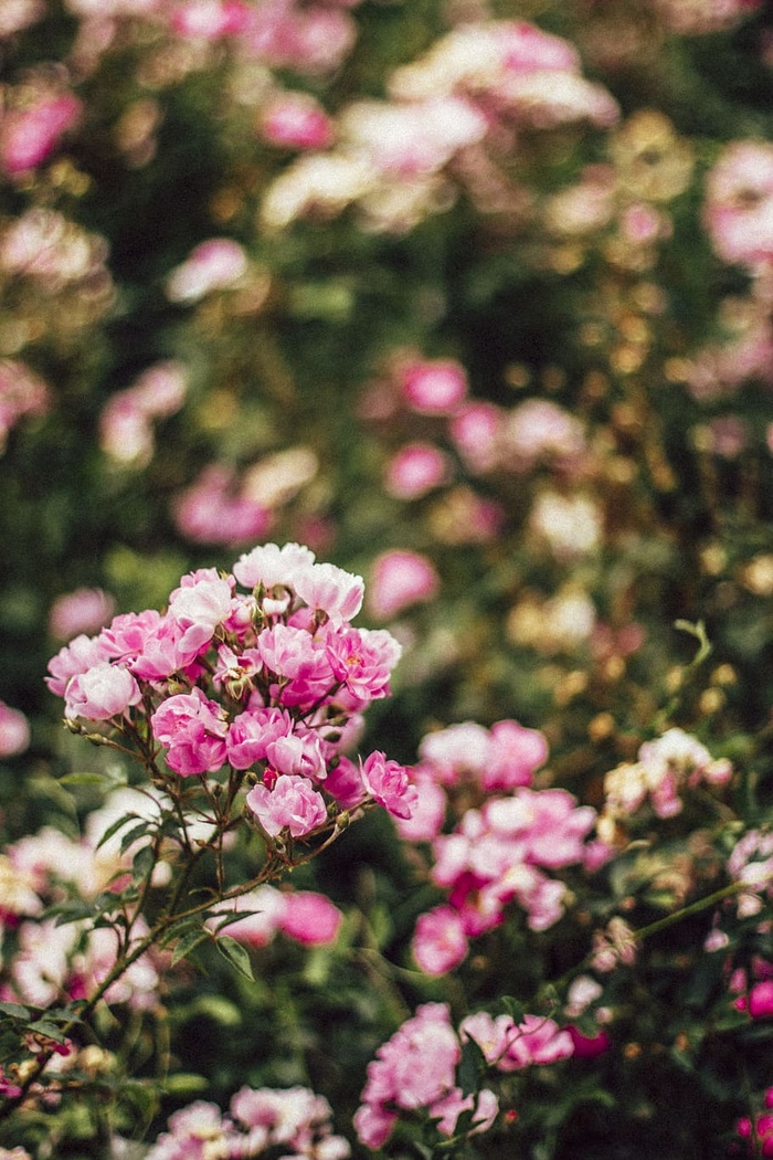 自然，花朵，花园，花瓣，背景，美丽的花朵，盛开，盛开