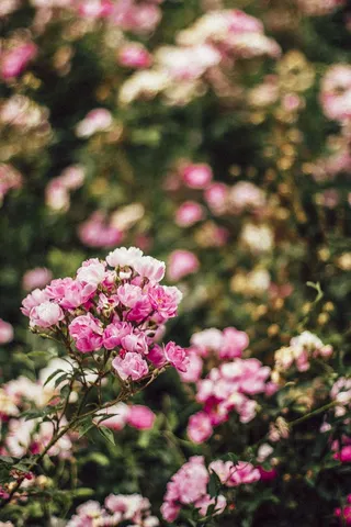 自然，花朵，花园，花瓣，背景，美丽的花朵，盛开，盛开