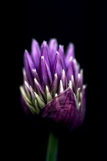 紫花的宏观摄影