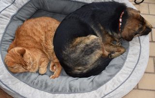 美国，橡树岭，宠物，动物，狗，可爱，狗，猫