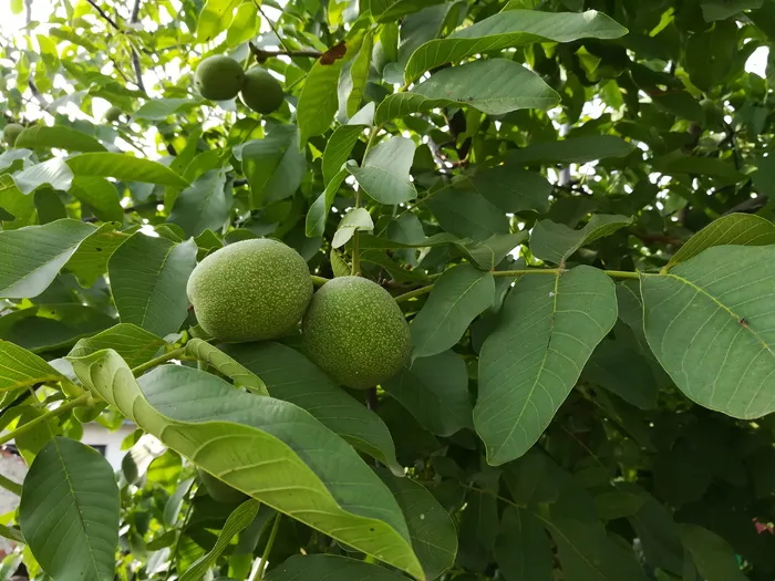 树，核桃，未成熟，绿色，作物，叶，植株部分，果实