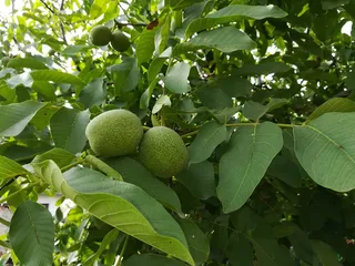 树，核桃，未成熟，绿色，作物，叶，植株部分，果实