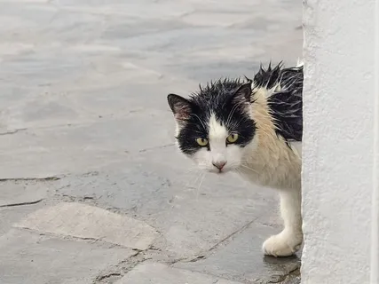 双色猫,猫,流浪,潮湿,雨天,可疑,长相,动物 双色猫,猫,流浪,潮湿,雨天,可疑,长相,动物