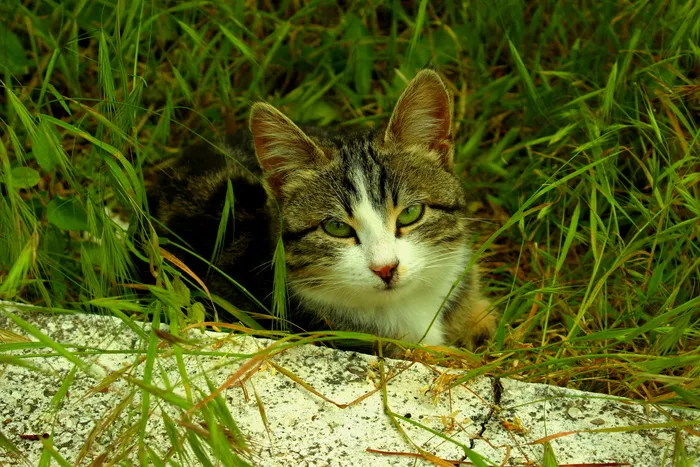灰白虎斑猫