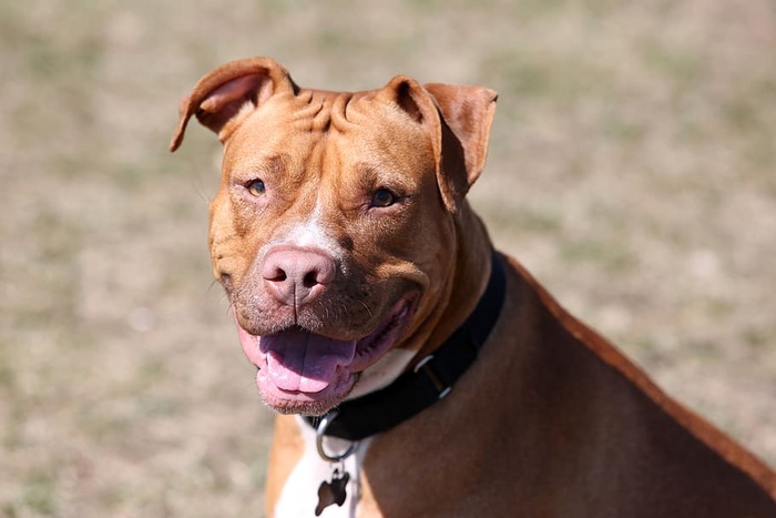 红鼻子斗牛犬，斗牛犬，混合斗牛犬，狗狗，红狗狗，狗狗特写，微笑狗狗，狗狗