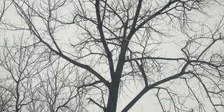 树，植物，树干，轮廓，户外，橡树，自然，天气