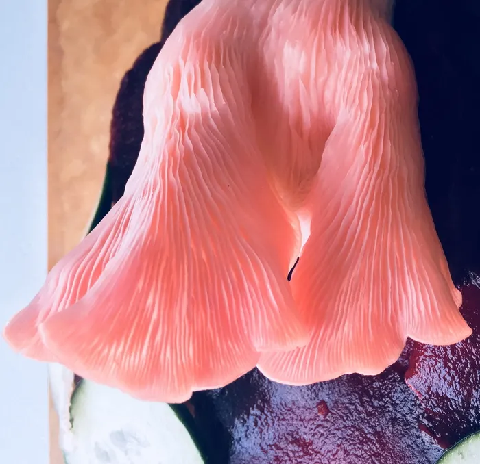 美国, 德卢斯, 平菇, 食用, 蘑菇, 食品, 农场, pleurotus djamor