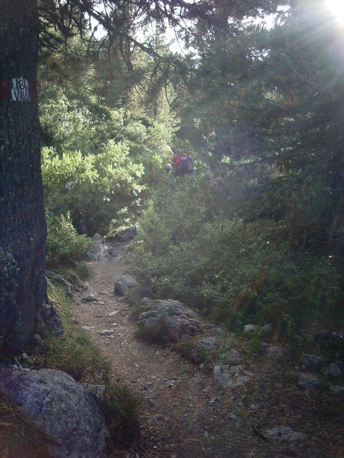 森林，远足，lichtspiel，徒步旅行，小径，小径，森林小径，wegchen