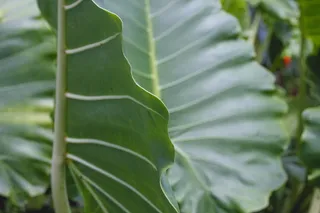 美国，库克船长，植物园通道，岛，叶，棕榈，绿色，巨叶