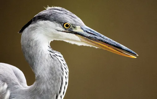 鸟，动物，喙，水禽，鸟类，特写，鹤鸟，白鹭