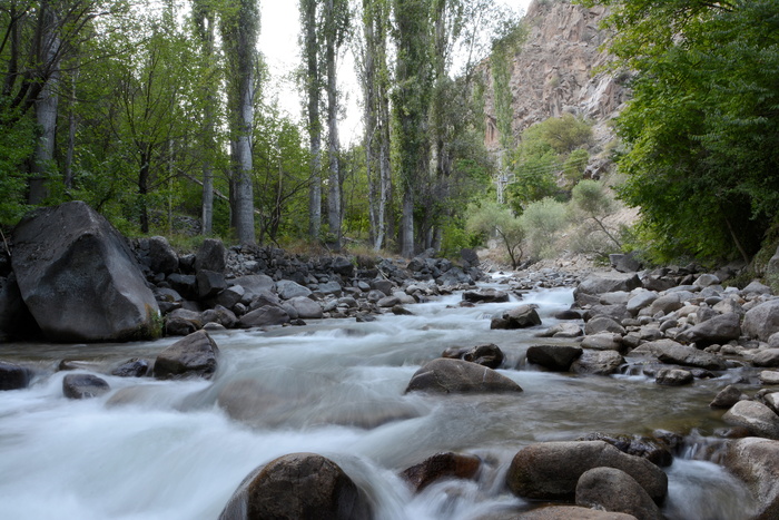 花园，草，绿色，白天，绿色，构图，夏天，照片