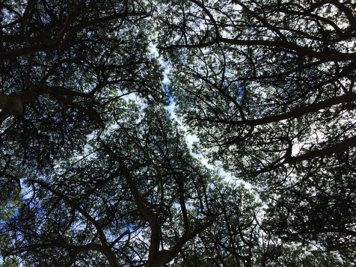树木，自然，木材，景观，树枝，树叶，环境，稠密