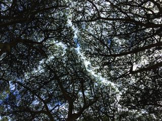 树木，自然，木材，景观，树枝，树叶，环境，稠密