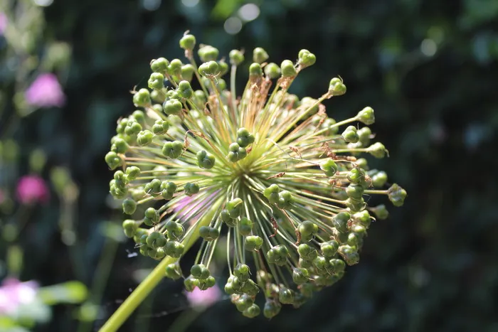 葱，葱籽头，夏季花园，平房花园，草本边界，鳞茎，花园，花