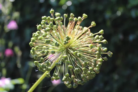 葱,葱籽头,夏季花园,平房花园,草本边界,鳞茎,花园,花 葱,葱籽头,夏季花园,平房花园,草本边界,鳞茎,花园,花
