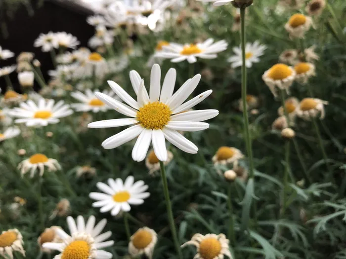 新加坡，花穹顶，花，和平，生命，生长，森林，树木