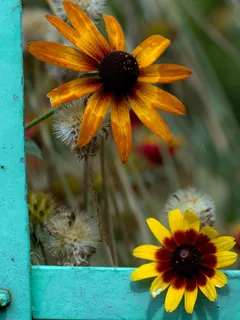 花，太阳帽，花园，普通的松嫩小屋，栅栏，花，开花植物，脆弱
