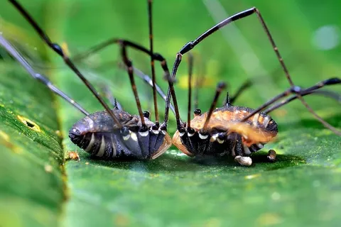 昆虫，自然，动物，无脊椎动物，户外，动物主题，无脊椎动物，野生动物