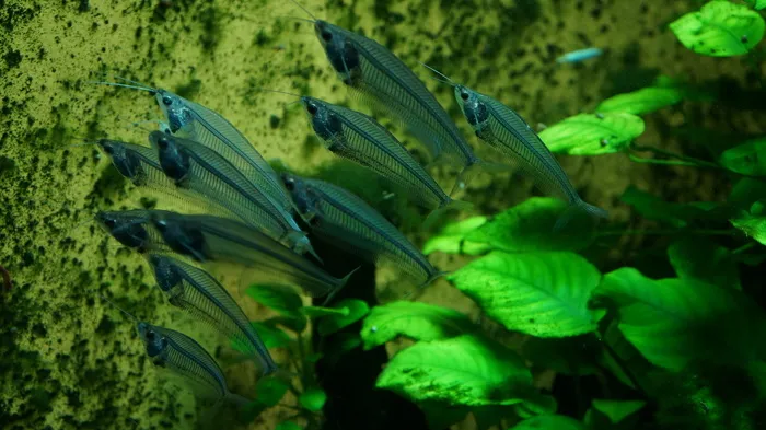 学校, 宠物鱼, 鱼, 透明, 水, 水下, 鱼缸, 水族馆