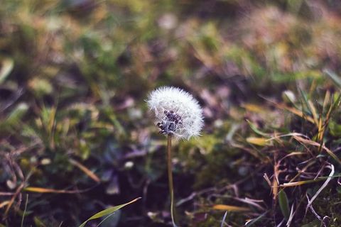 开花，开花，蒲公英，植物，花，草，植物，新鲜