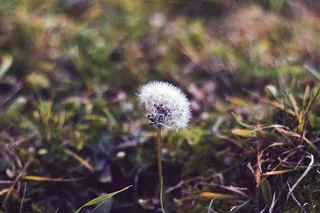 开花，开花，蒲公英，植物，花，草，植物，新鲜