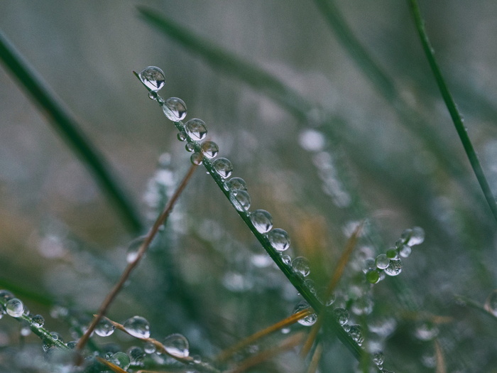 草, 叶子, 水, 滴, 湿, 自然, 雨滴, 户外