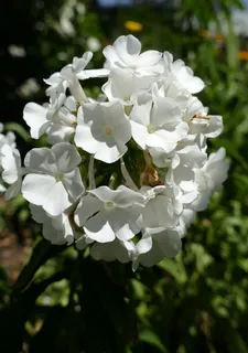 福禄考,火焰花,白色,希腊缬草,花园,花,开花植物,脆弱性 福禄考,火焰花,白色,希腊缬草,花园,花,开花植物,脆弱性