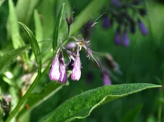 野花，夏花，田野，夏天，植物，生长，植物部分，自然之美