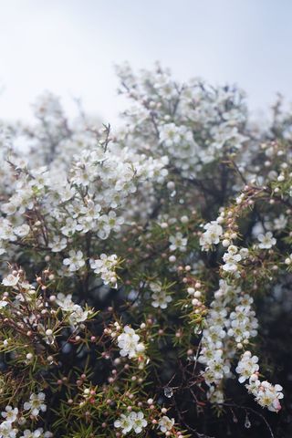 澳大利亚、悉尼、布兰科、花卉、本土、花卉、植物、花园