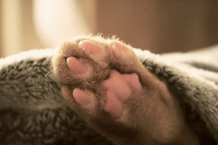 猫，爪子，床，睡觉，宠物，动物，猫，家养