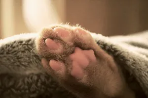 猫，爪子，床，睡觉，宠物，动物，猫，家养