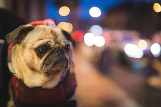 动物，狗，斗牛犬，朋友，宠物，街道，人行道，车辆