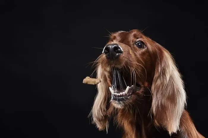 可卡犬
