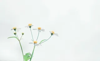 白花浅聚焦摄影