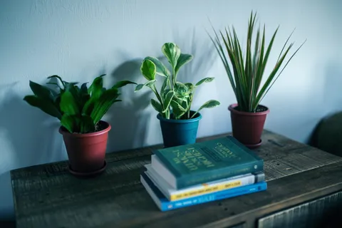 书籍附近的室内植物照片 书籍附近的室内植物照片
