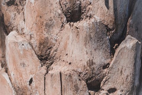 照片，棕色，山脉，岩石，山脊，木材，树木，植物