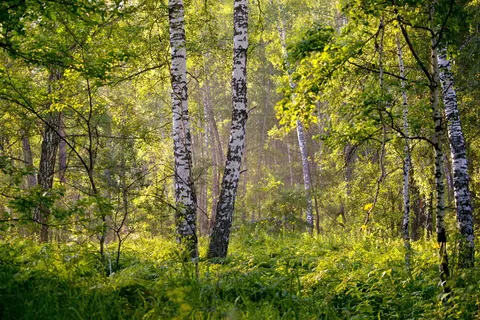 景观,雨林,白天,夏天,背景,黎明,雾,美丽 景观,雨林,白天,夏天,背景,黎明,雾,美丽